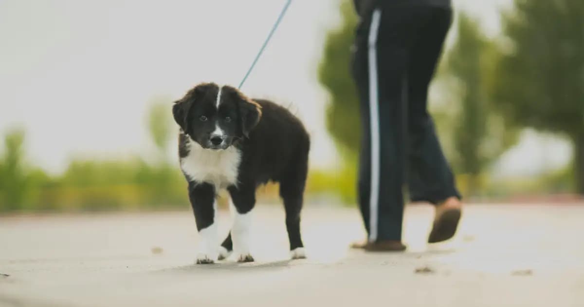 Dog Walking em Lisboa: Como Encontrar um Passeador de Cães de Confiança