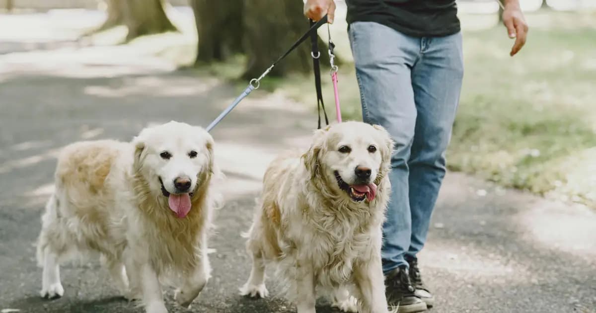 Dog Walking e Passeio de Cães: Guia para Donos em Portugal