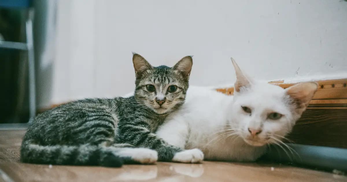 Onde Deixar o Seu Animal de Estimação nas Férias? Pet-Hotéis, Estadias e Alternativas
