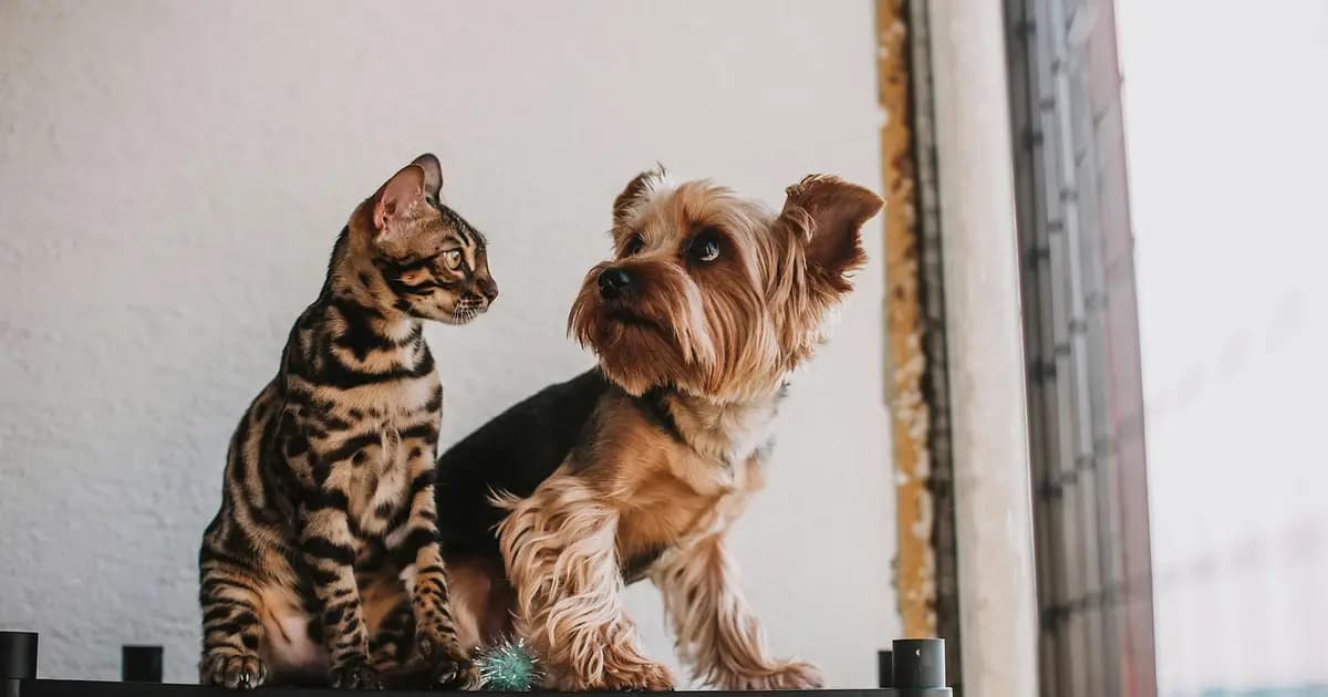 Pet Sitting em Lisboa: Guia para Deixar o Seu Cão com Segurança