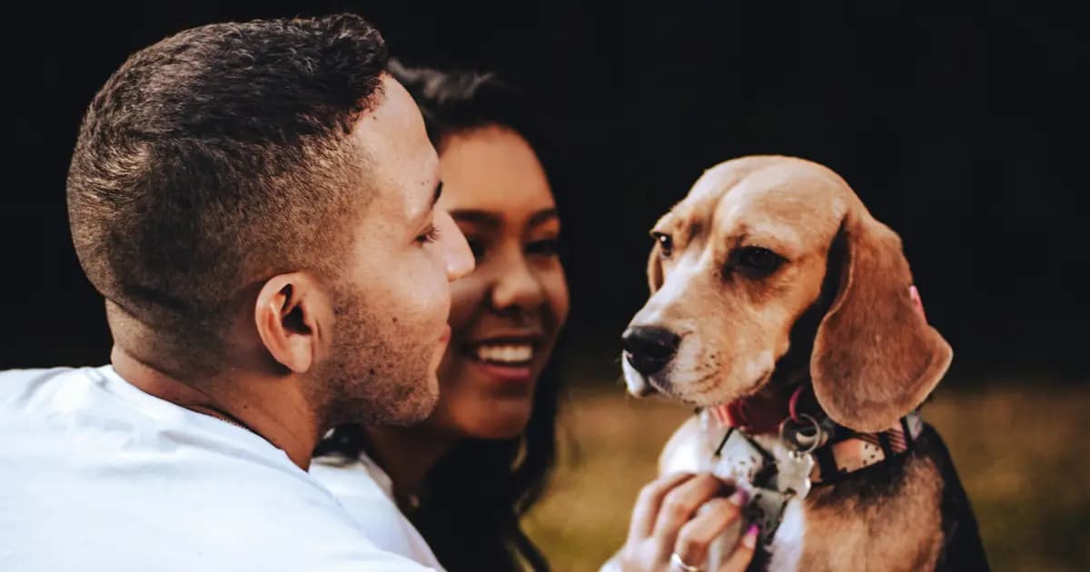 Pet Sitting no Porto: Onde Deixar o Seu Cão nas Férias de Verão?