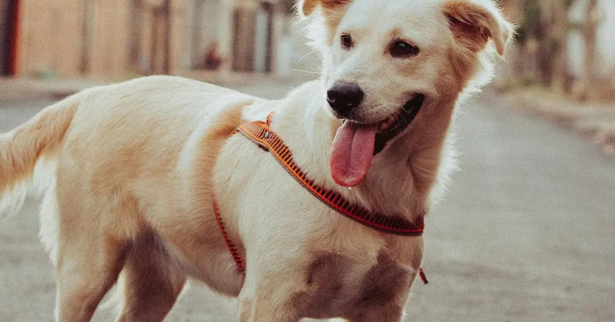 Pet Sitting em Vila Nova de Gaia: Cuidados para o Seu Cão na Margem Sul
