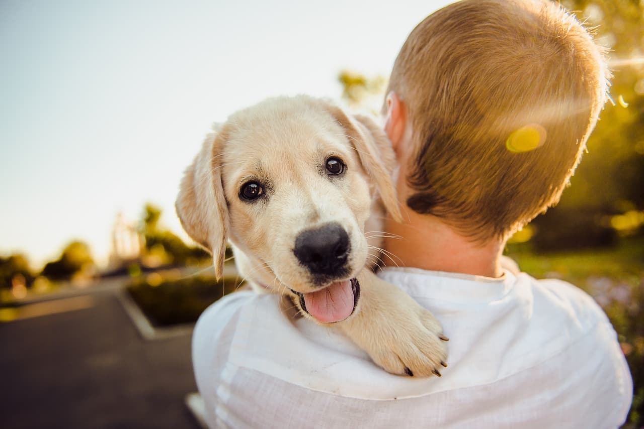 Animal ao cuidado de um profissional Dogggo