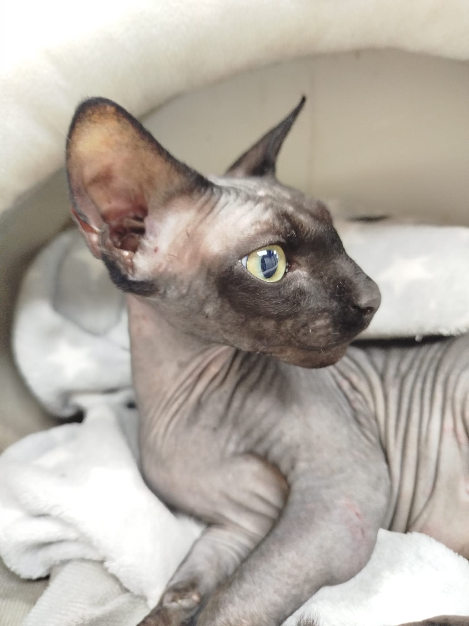Enfermeira Veterinária & Pet sitting — 2