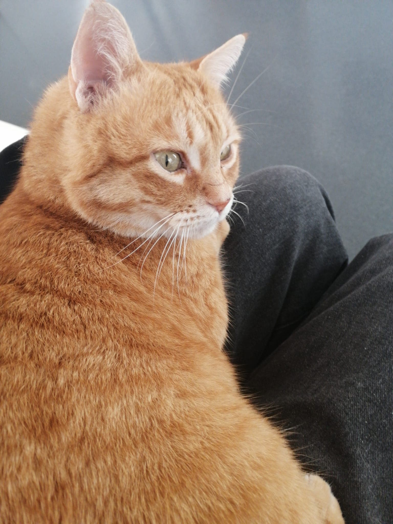 Enfermeira Veterinária & Pet sitting