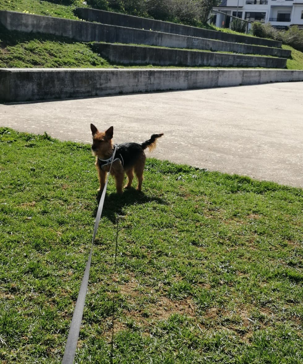 Enfermeira Veterinária & Pet sitting