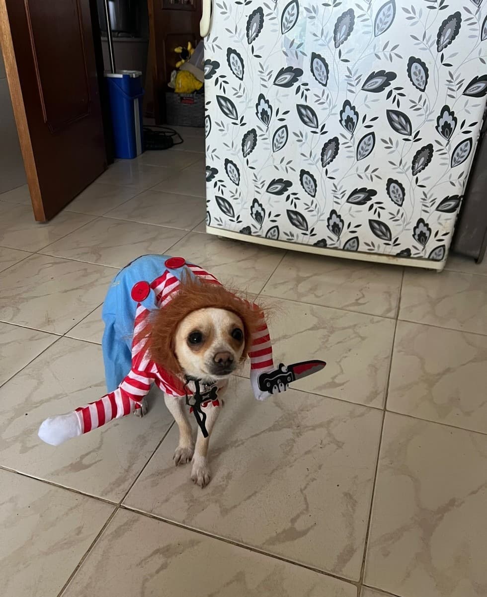 Enfermeira Veterinária & Pet sitting — 5