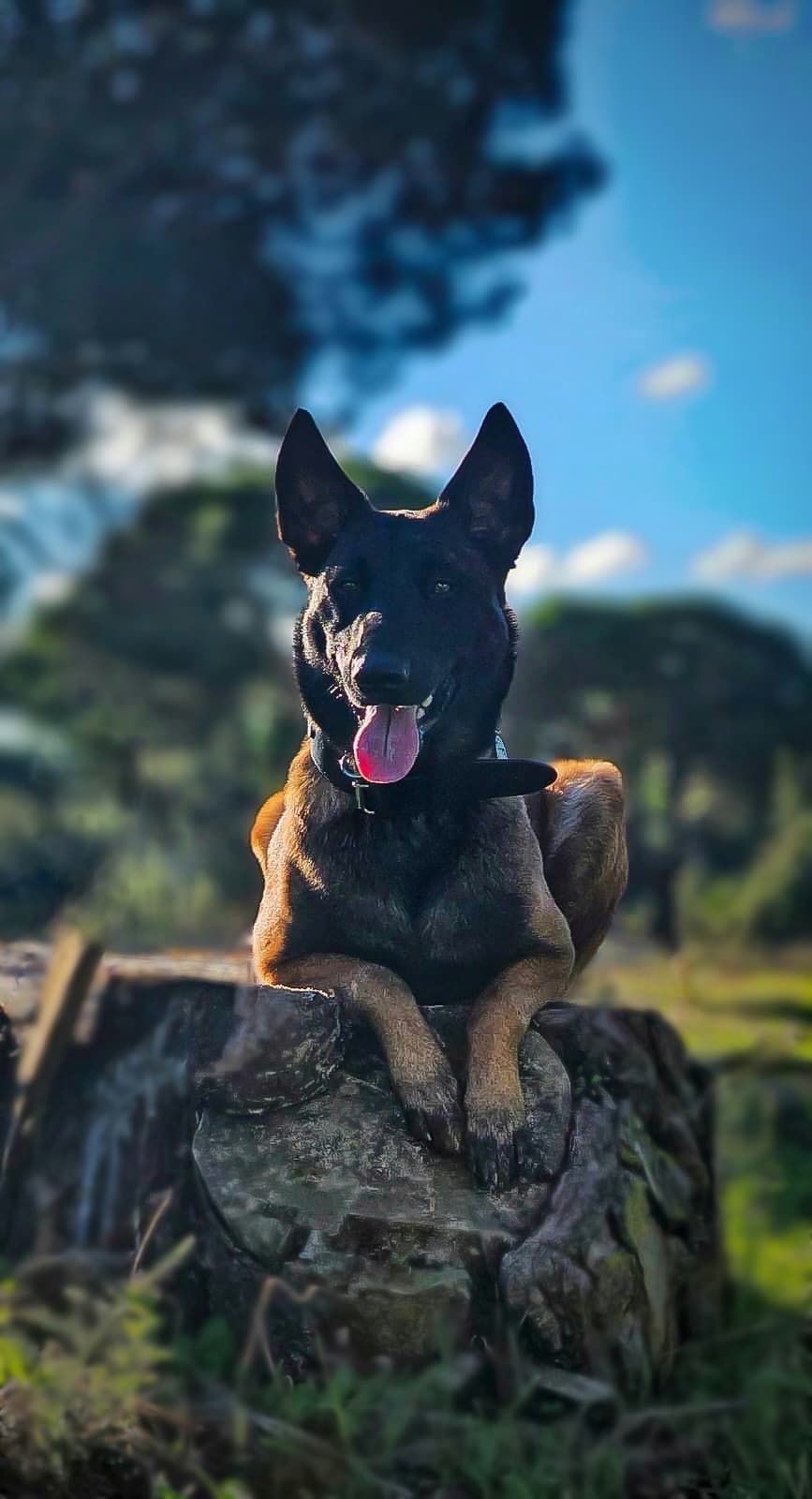 Petsitting e dogwalking 