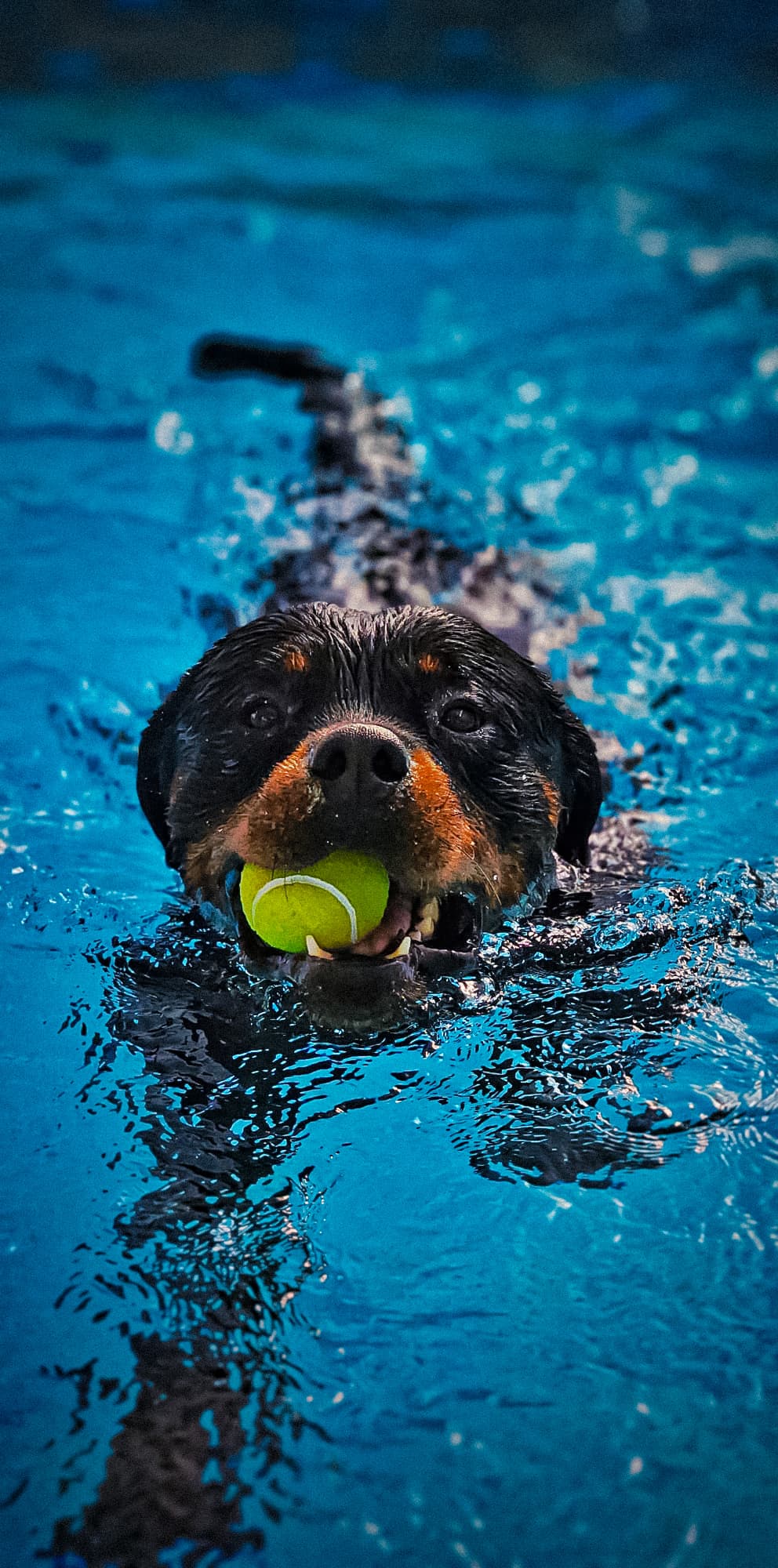 Petsitting e dogwalking  — 2