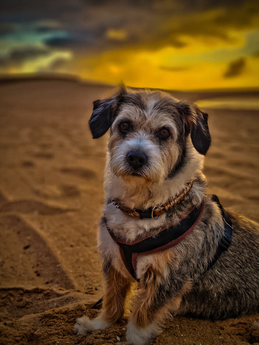 Petsitting e dogwalking  — 3