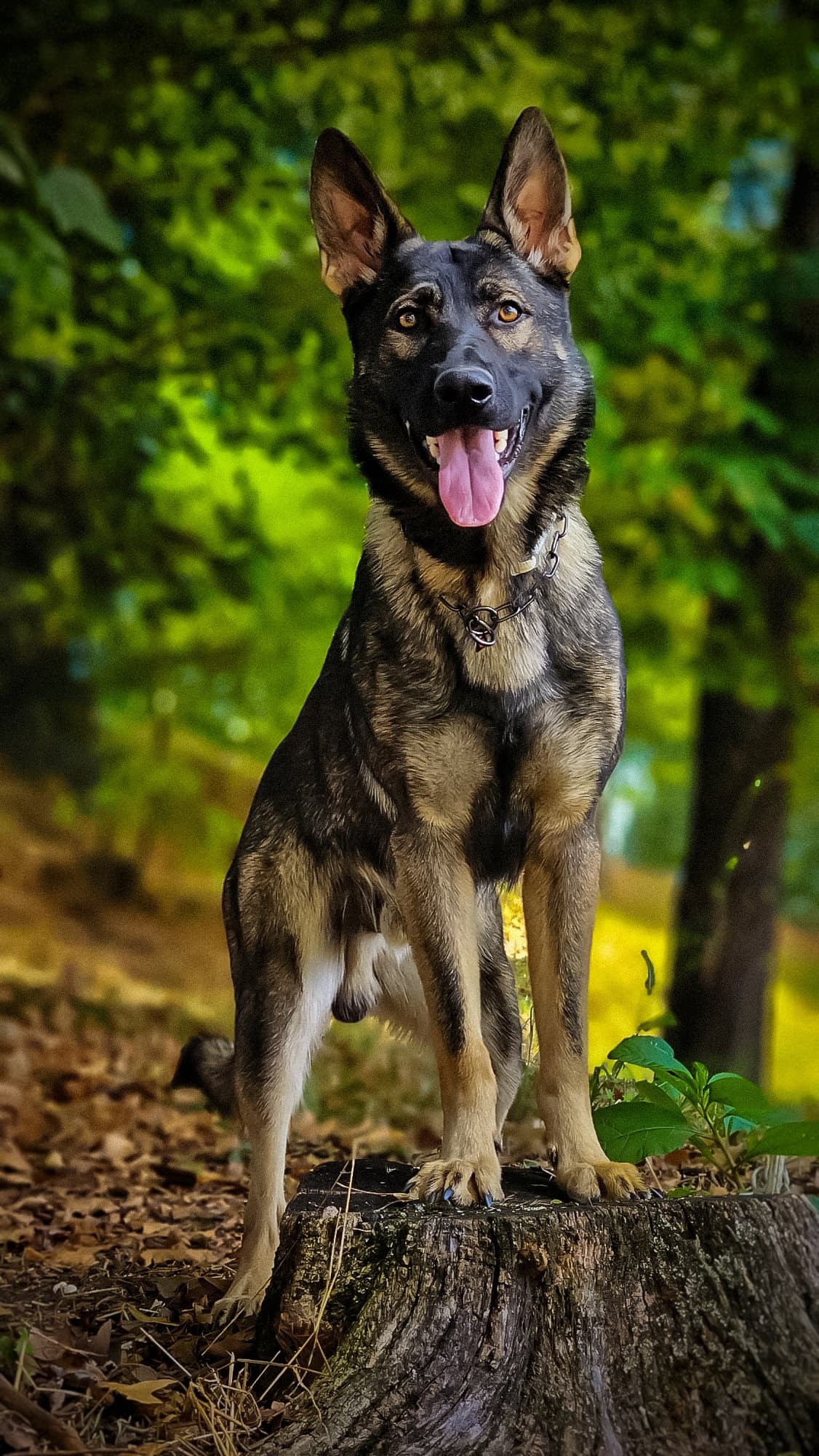 Petsitting e dogwalking  — 4