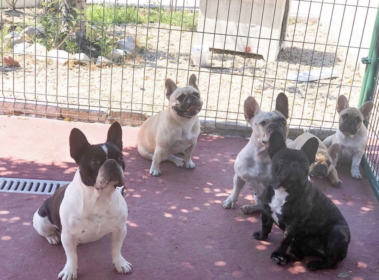 Pet sitting  — 2