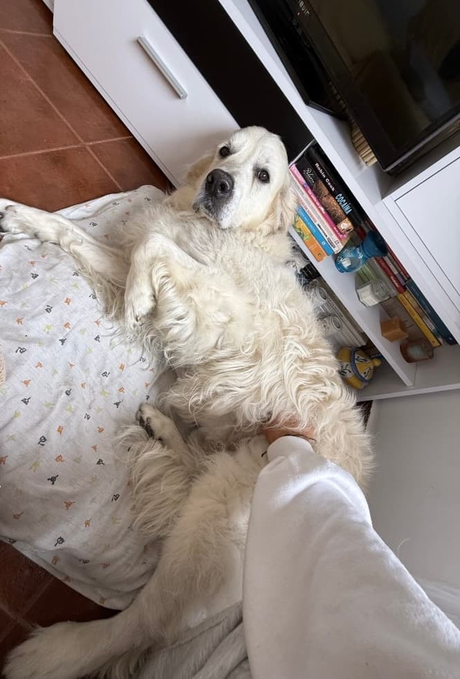 Petsitting com muito amor
