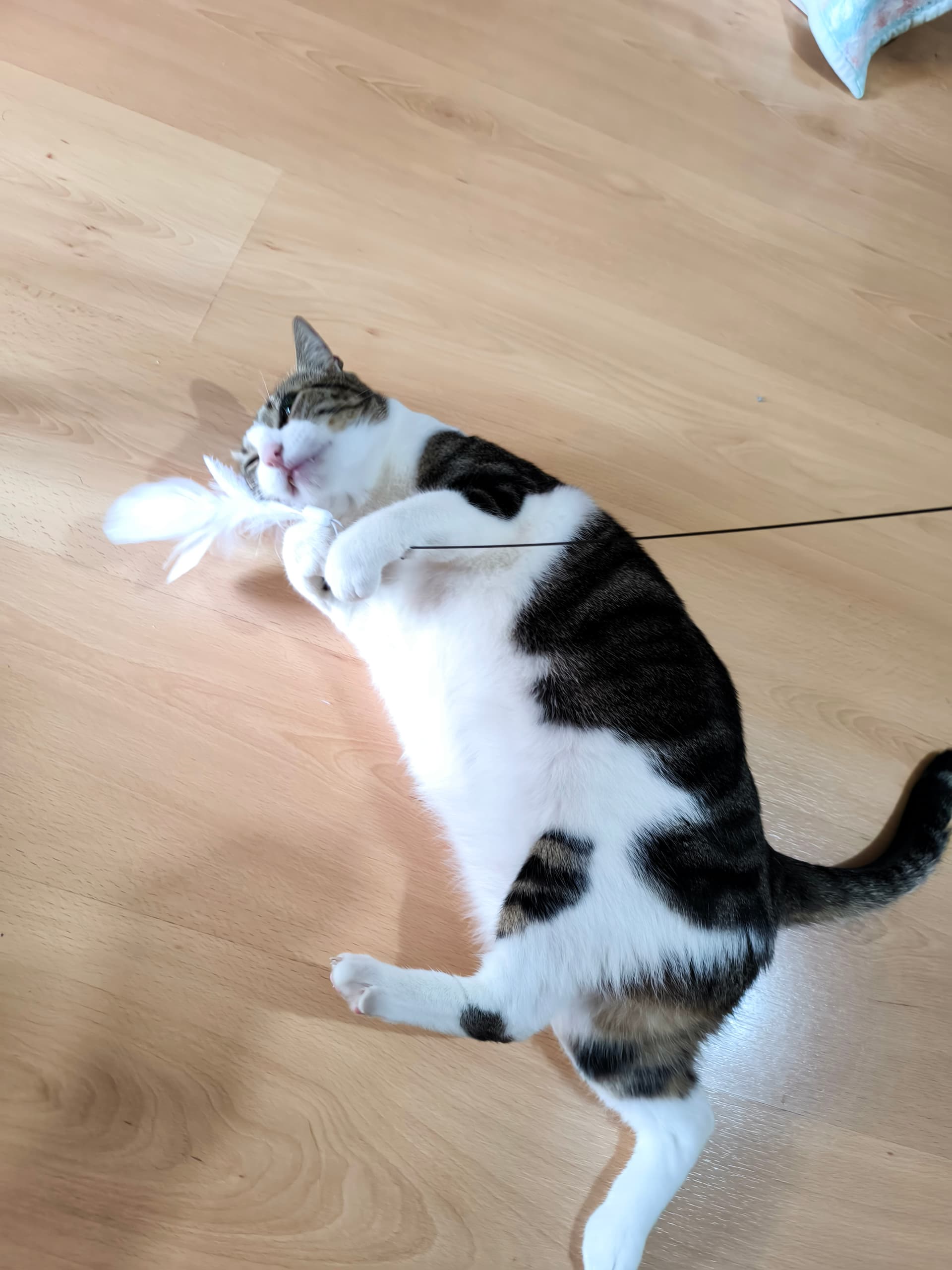 🐶🐱 Pet Sitting a Domicílio Setúbal🏡 — 1