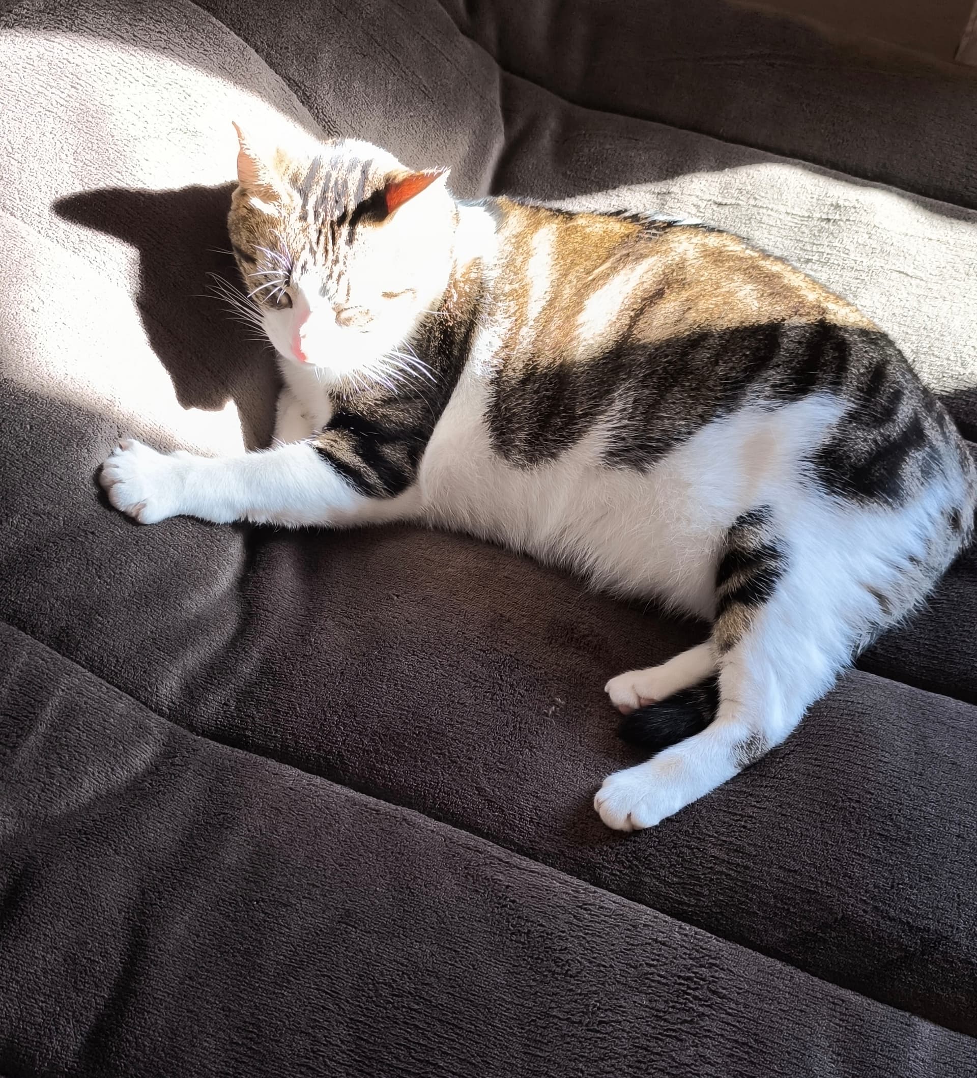 🐶🐱 Pet Sitting a Domicílio Setúbal🏡 — 2