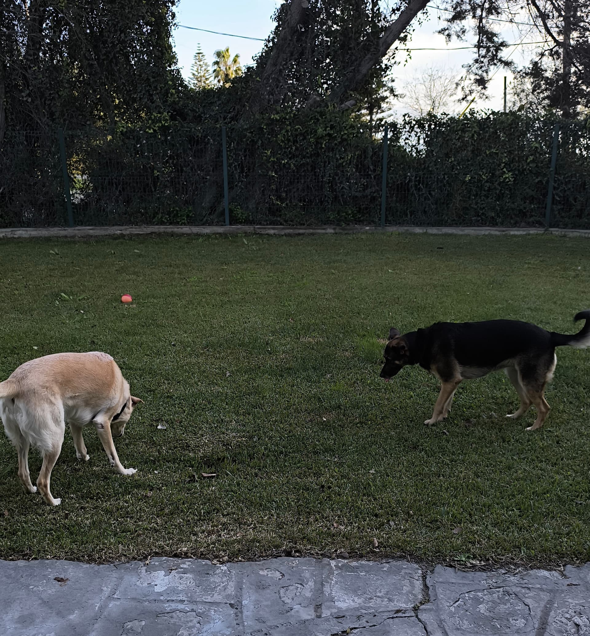 🐶🐱 Pet Sitting a Domicílio Setúbal🏡 — 3