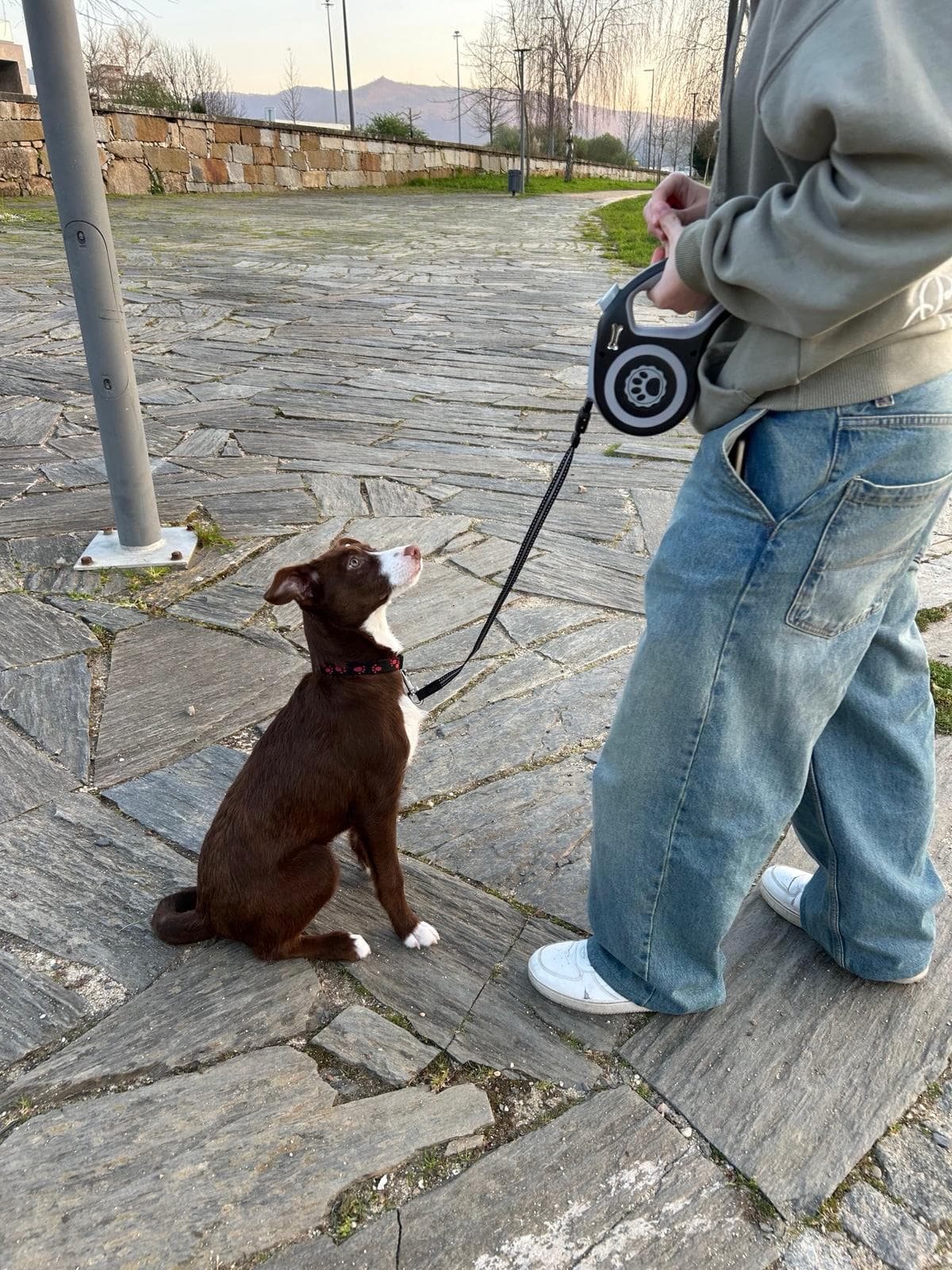Paz Canina - Treino, Passeios e Pet-Sitting Profissionais — 3