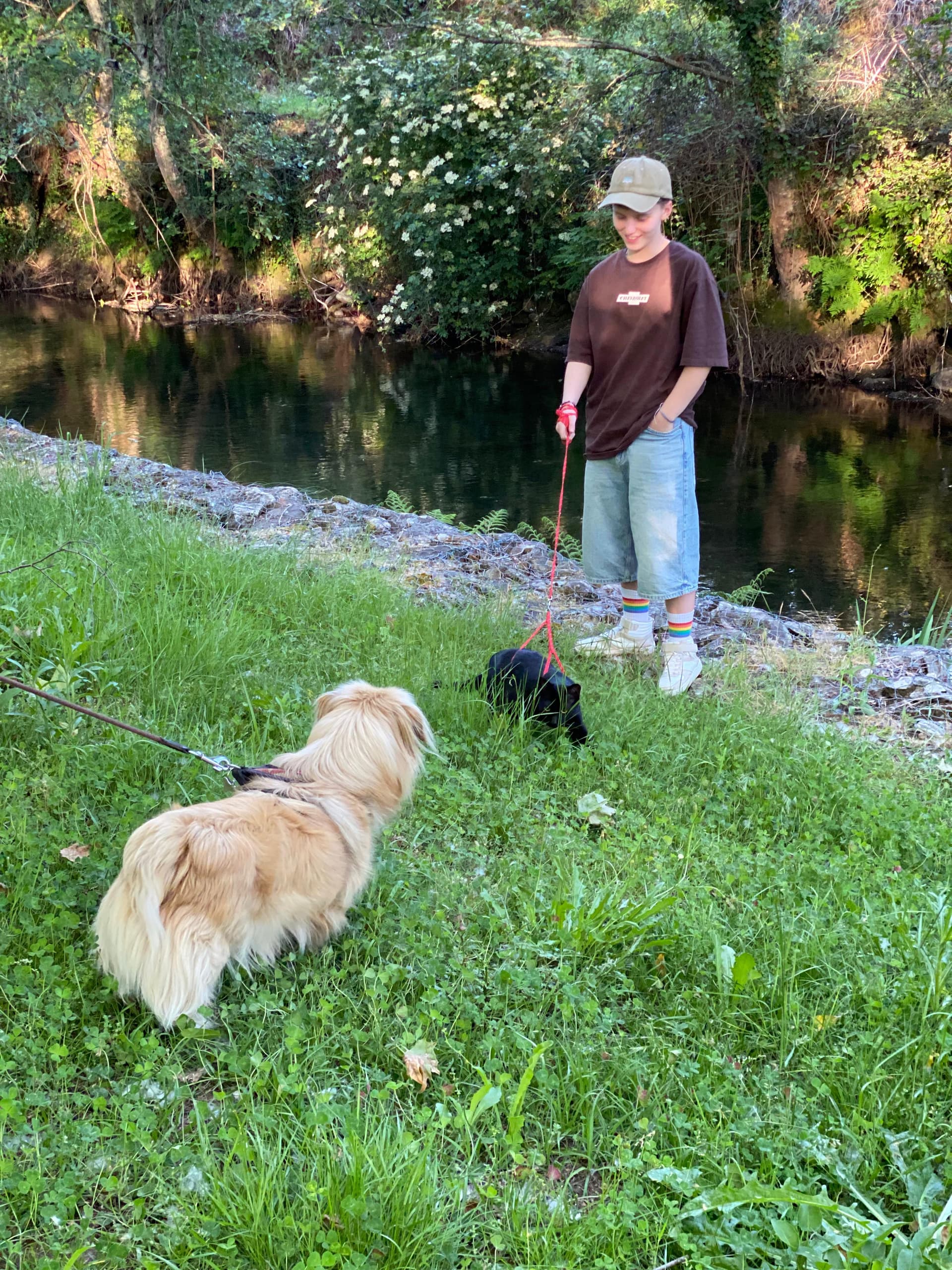 Paz Canina - Treino, Passeios e Pet-Sitting Profissionais — 5