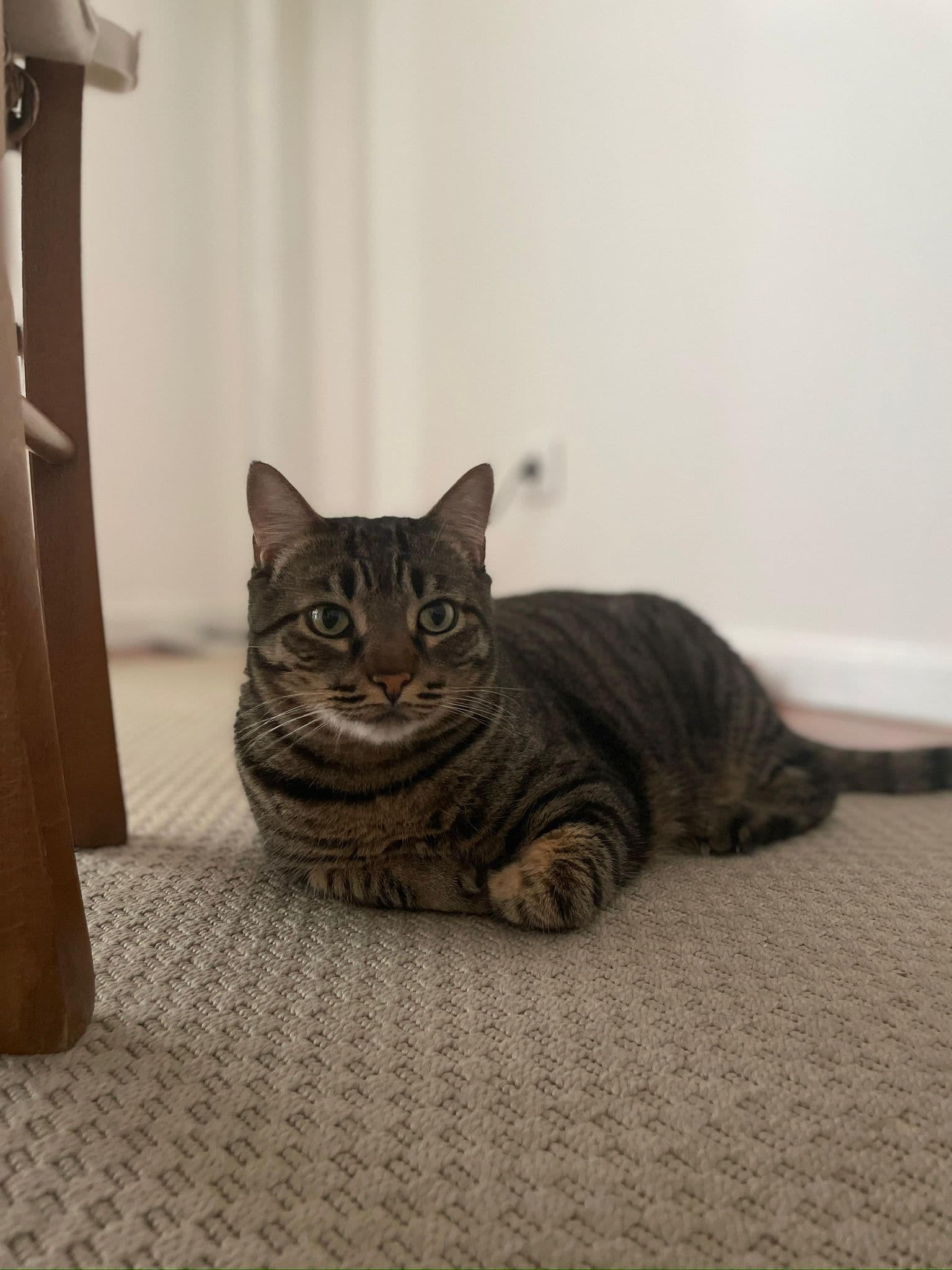 Cat Sitting — 2