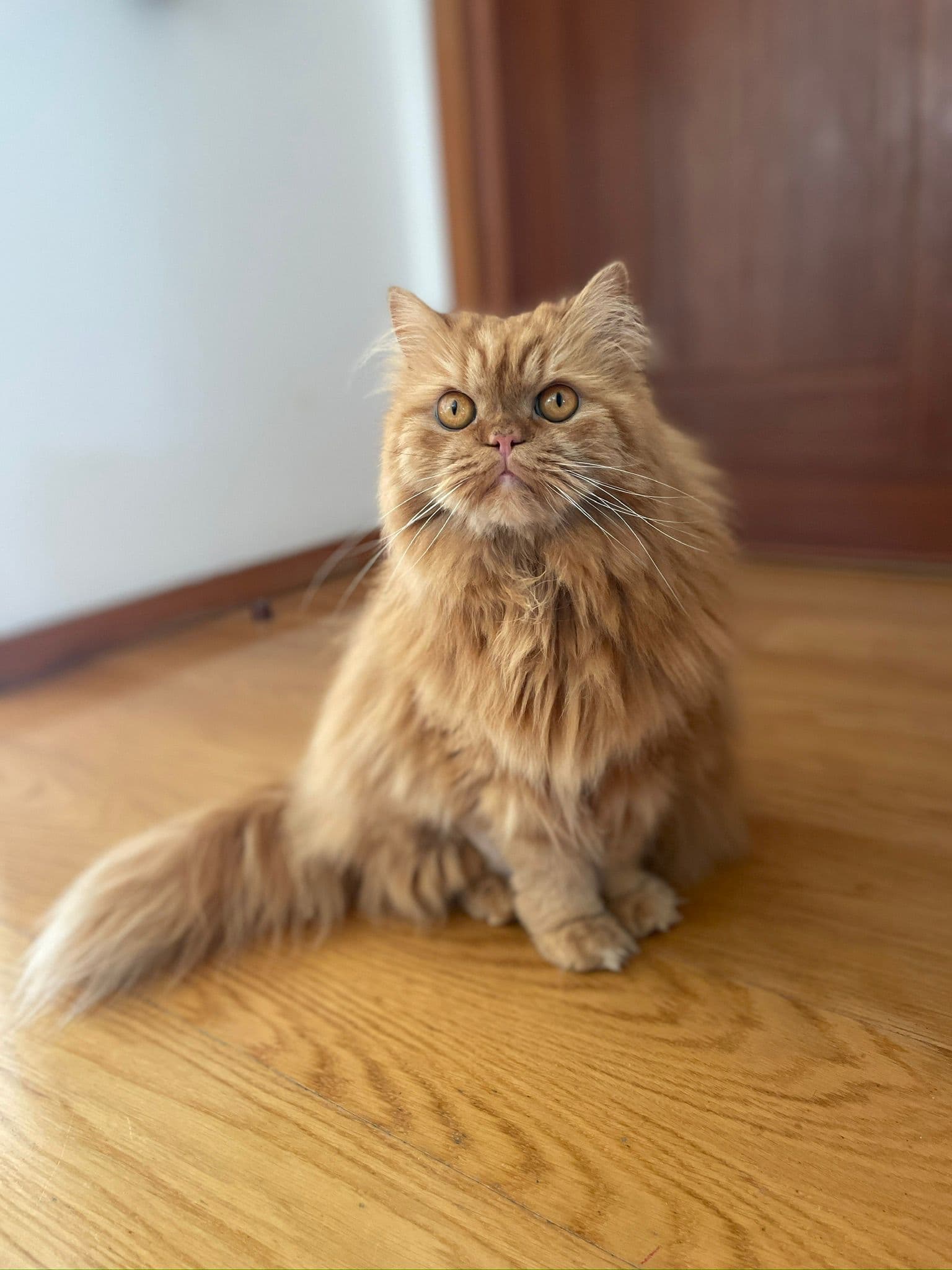 Cat Sitting — 4