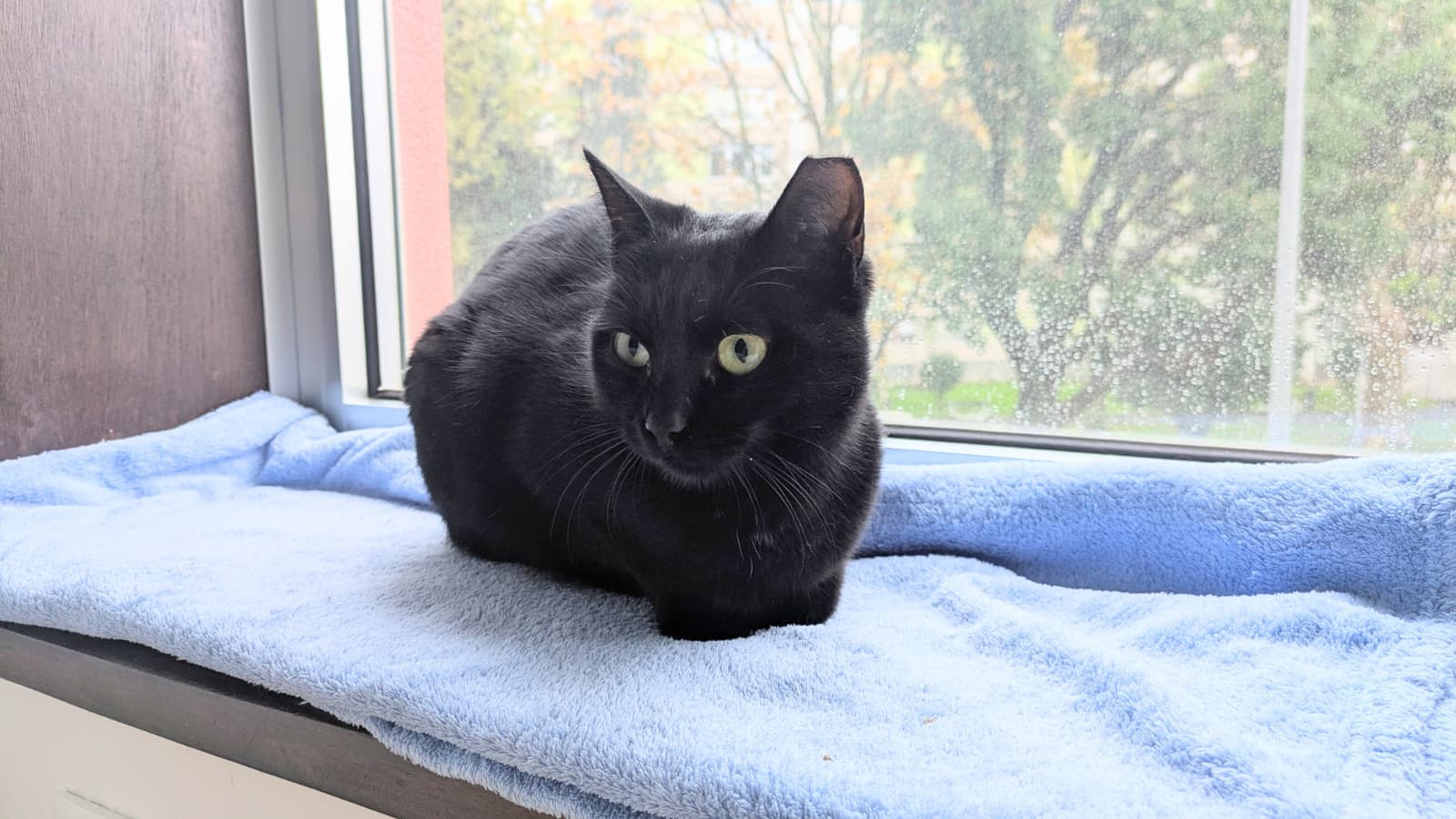 Cat Sitting — 5