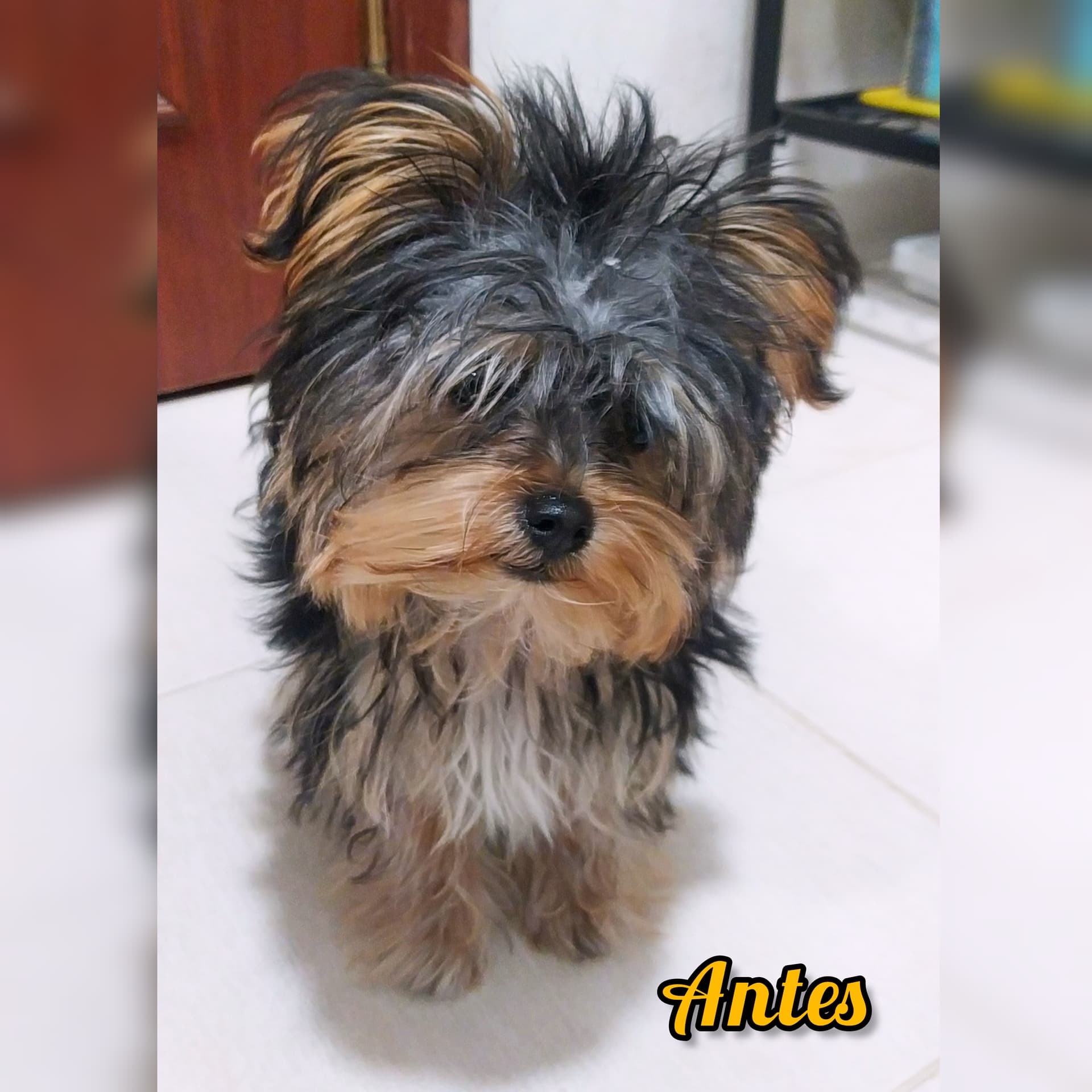 Tosquia ou Escovagem do Pêlo + Corte de Unhas — 1