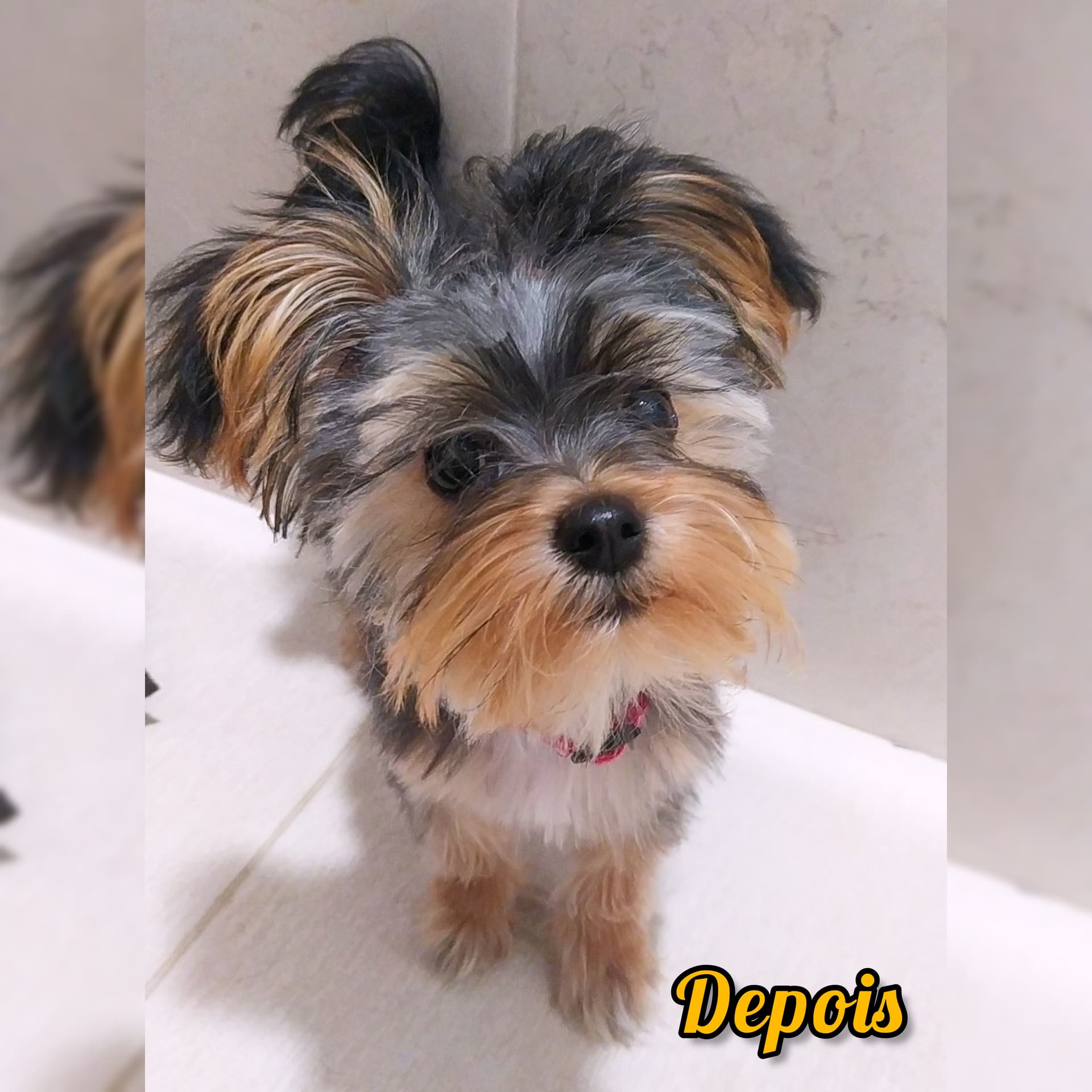 Tosquia ou Escovagem do Pêlo + Corte de Unhas — 2