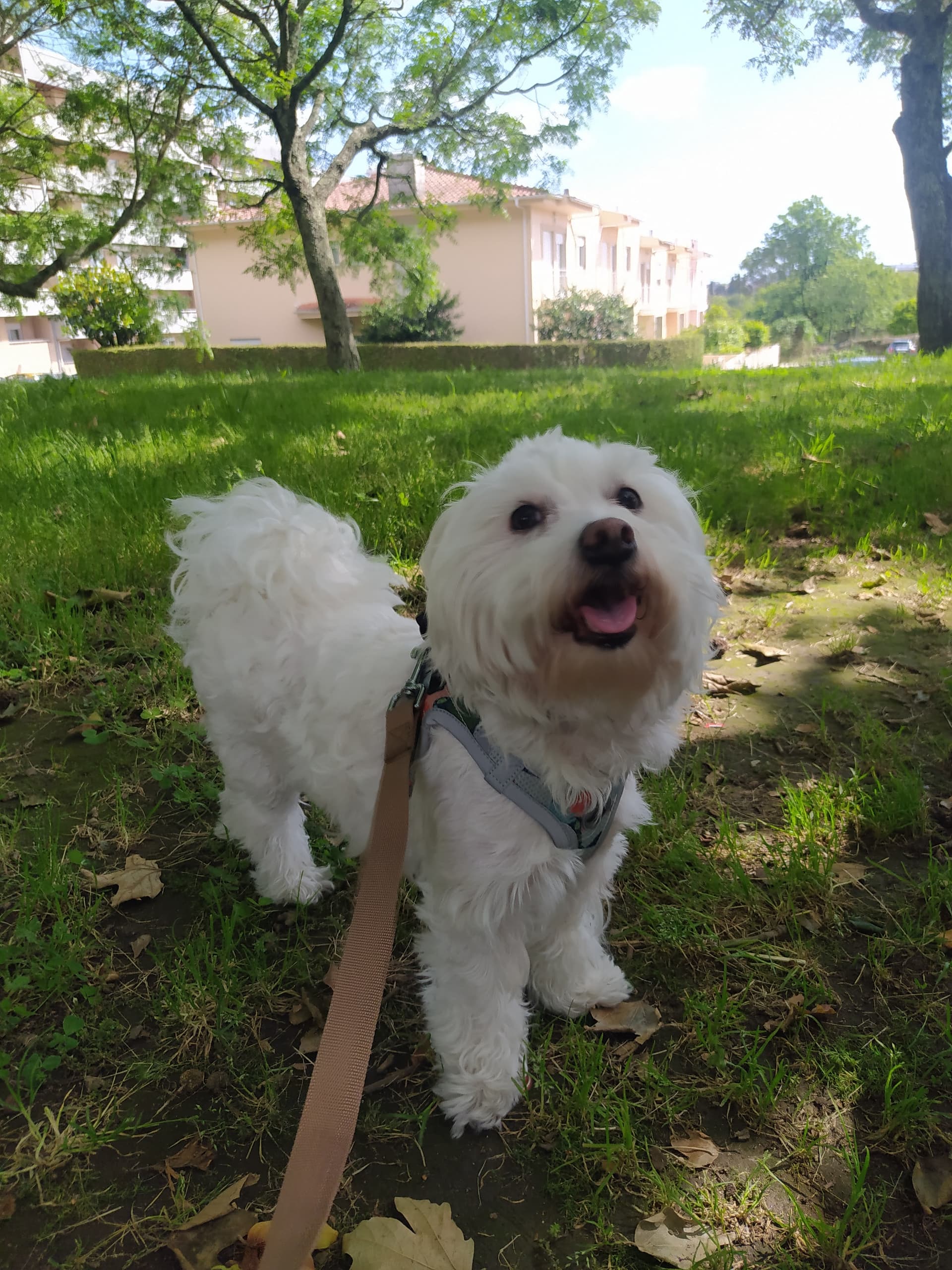 Dog walking (Passeios) — 1