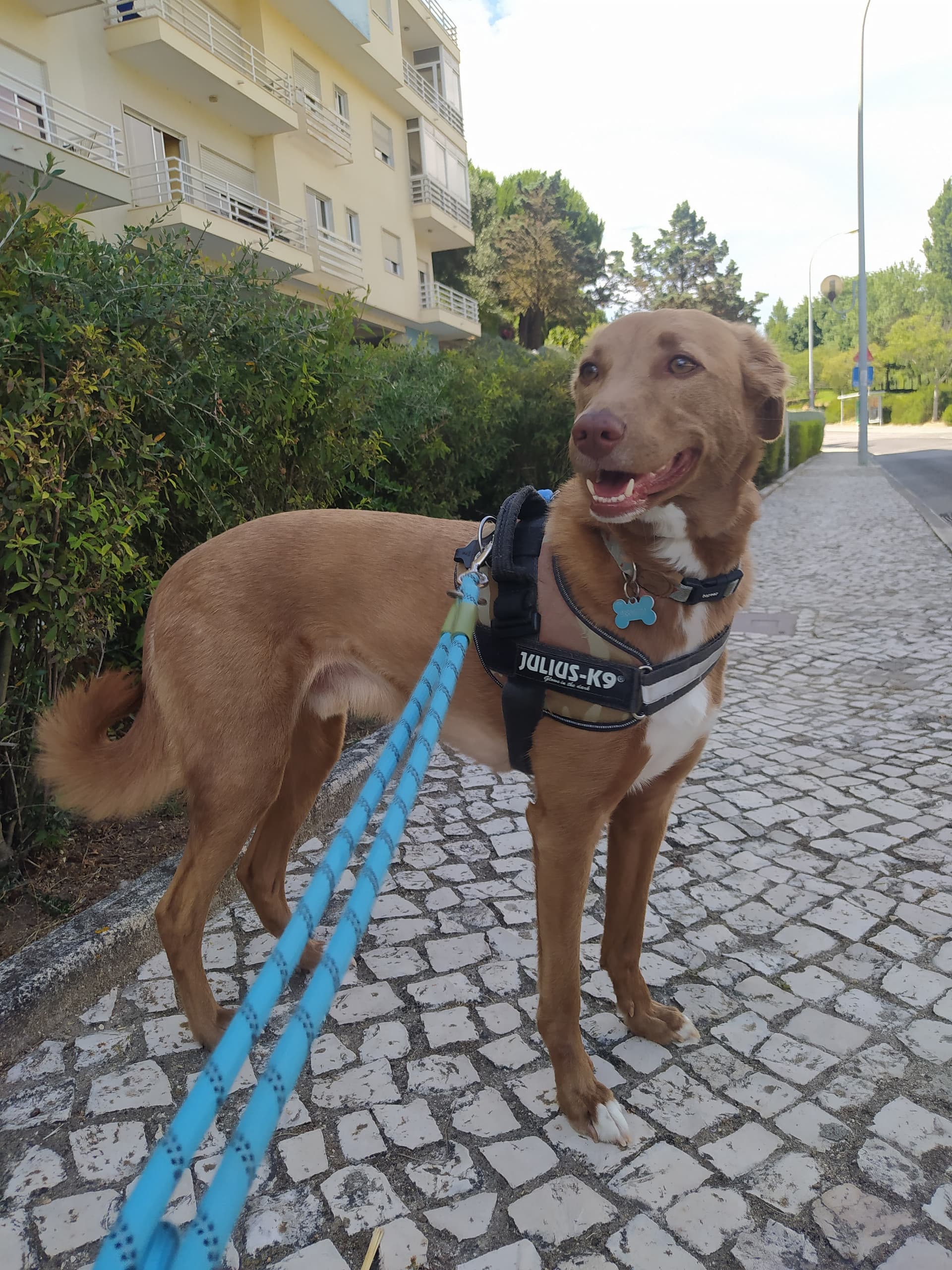 Dog walking (Passeios) — 2