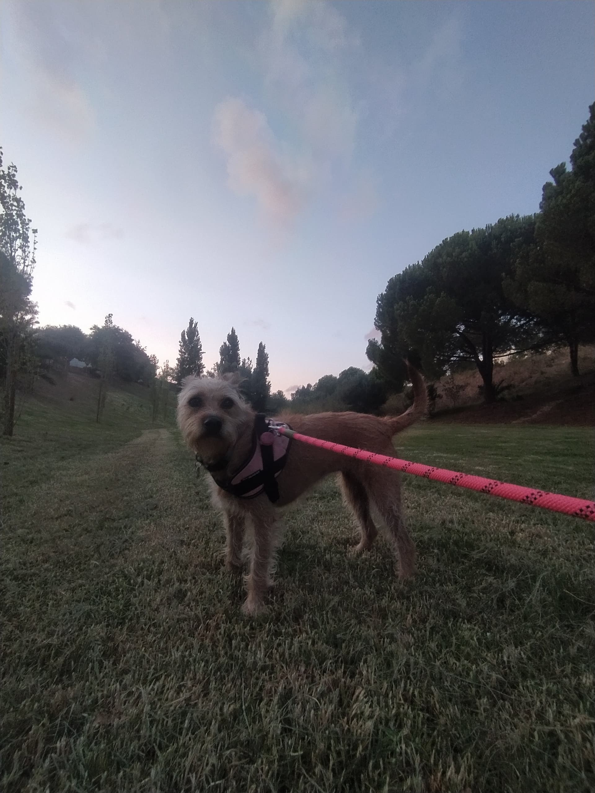 Dog walking (Passeios) — 3