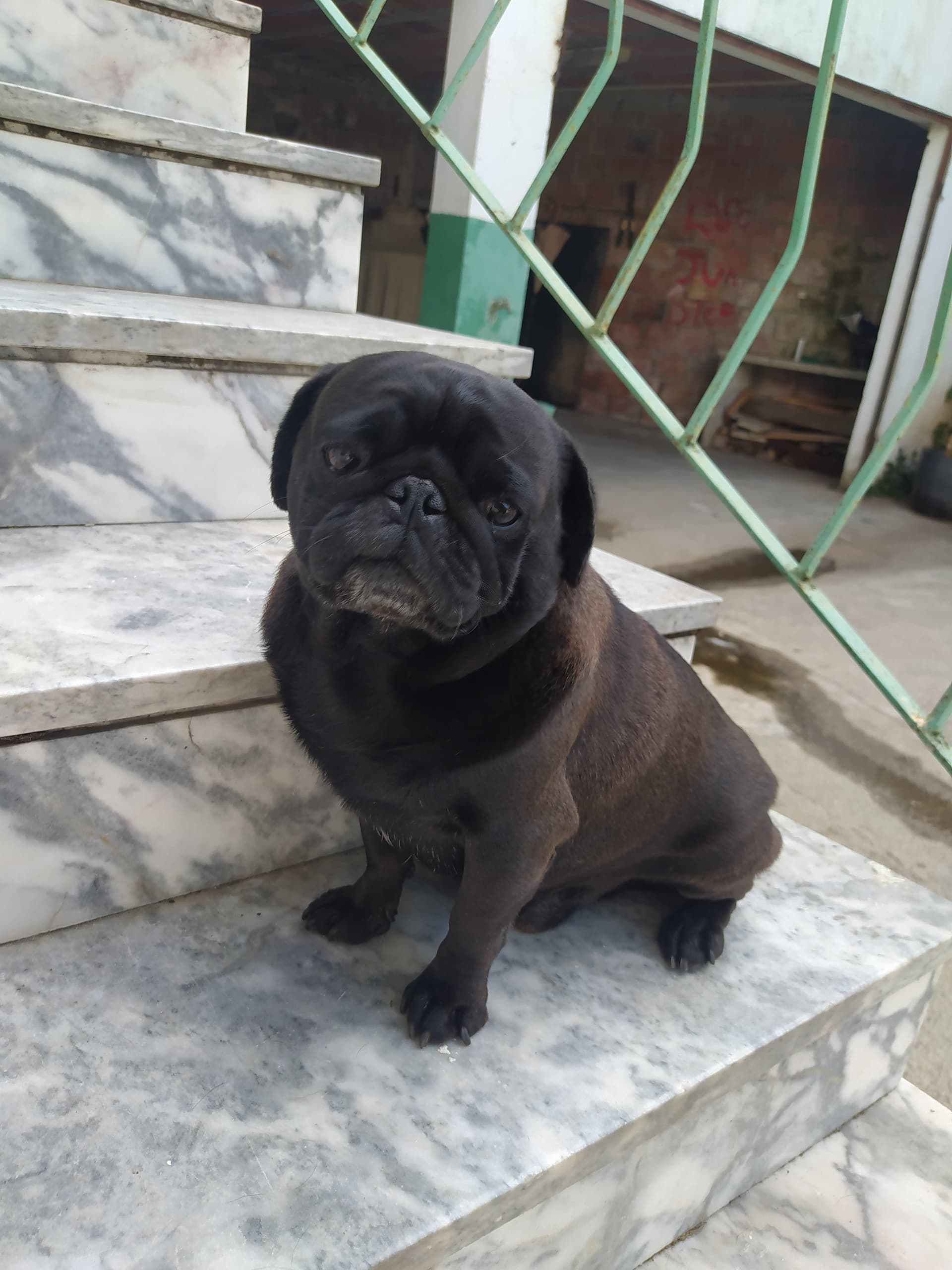 Pet Sitting ao Domicílio — 4