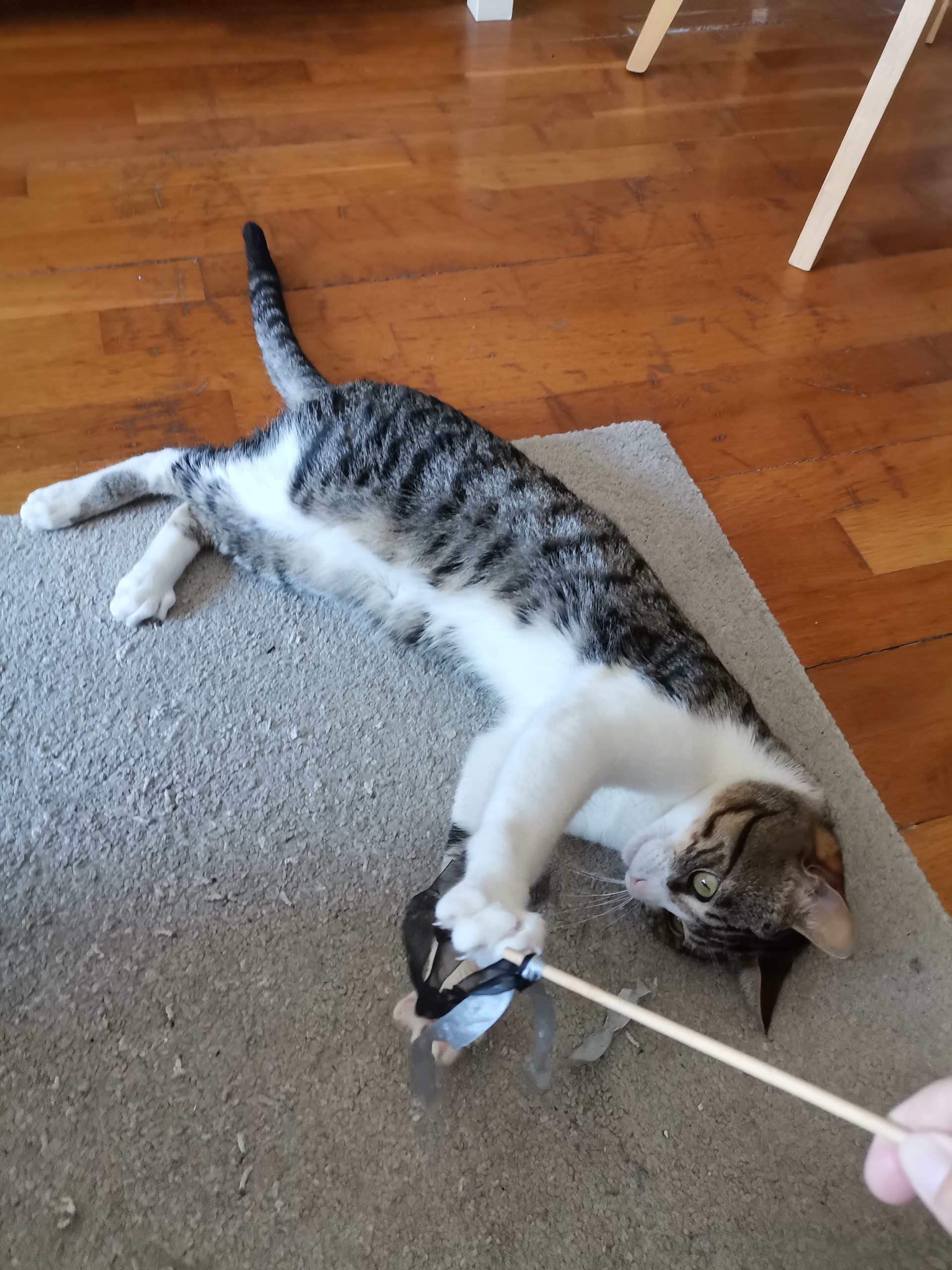 SuLari Pet Sitting — 2