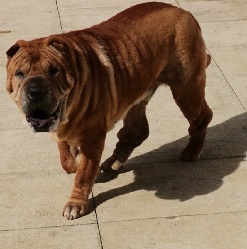 SuLari Pet Sitting — 5