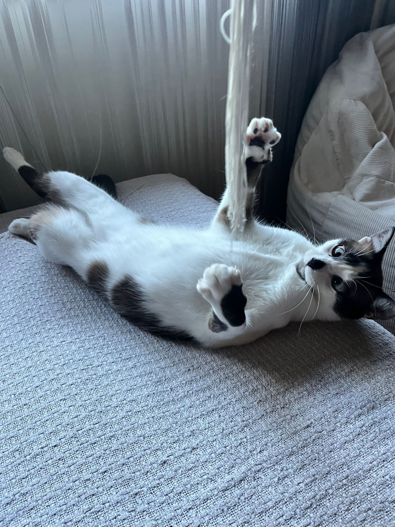 SuLari Pet Sitting — 3