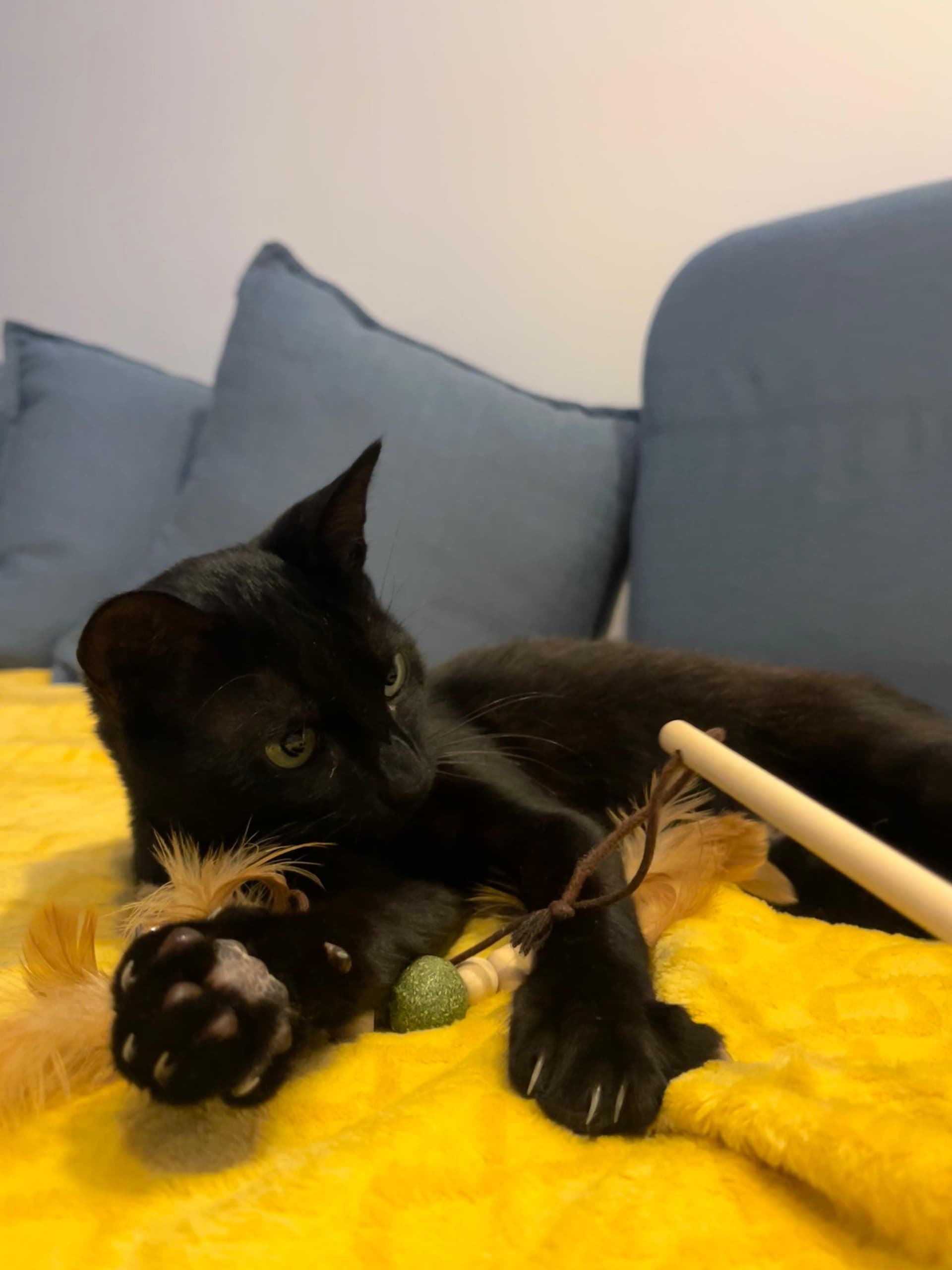 SuLari Pet Sitting — 4