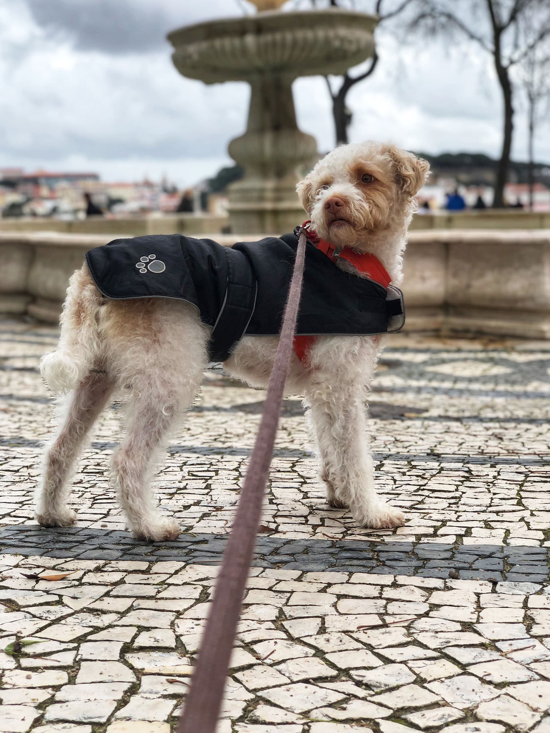 Dog Walking and Pet Sitting in Lisbon — 2