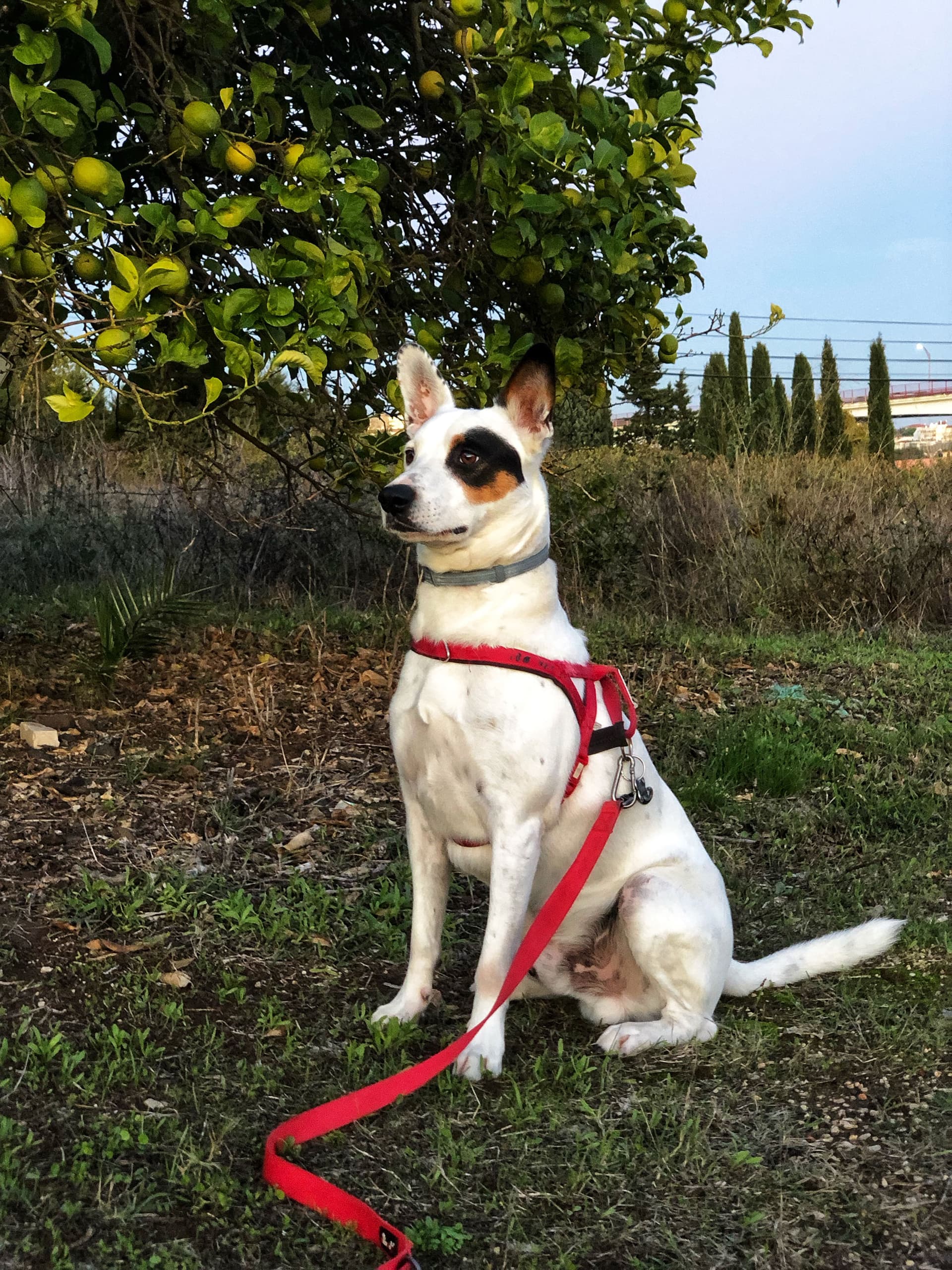 Dog Walking and Pet Sitting in Lisbon — 4