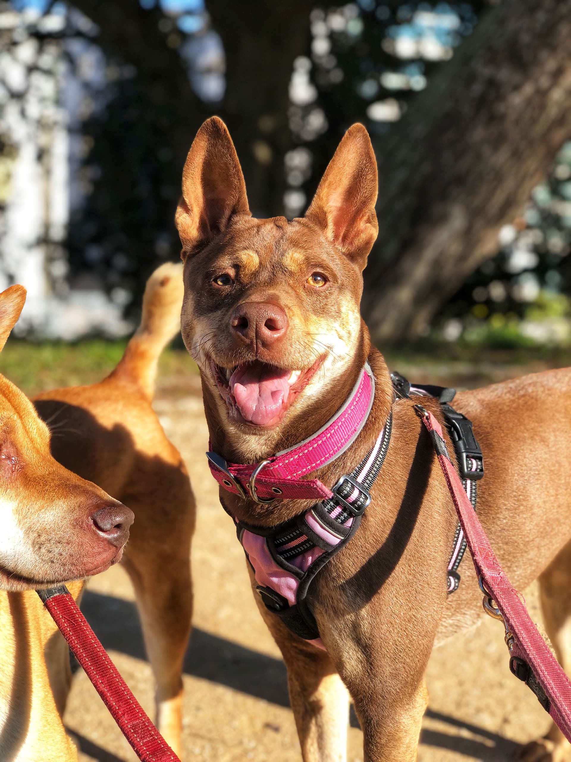 Dog Walking and Pet Sitting in Lisbon — 6