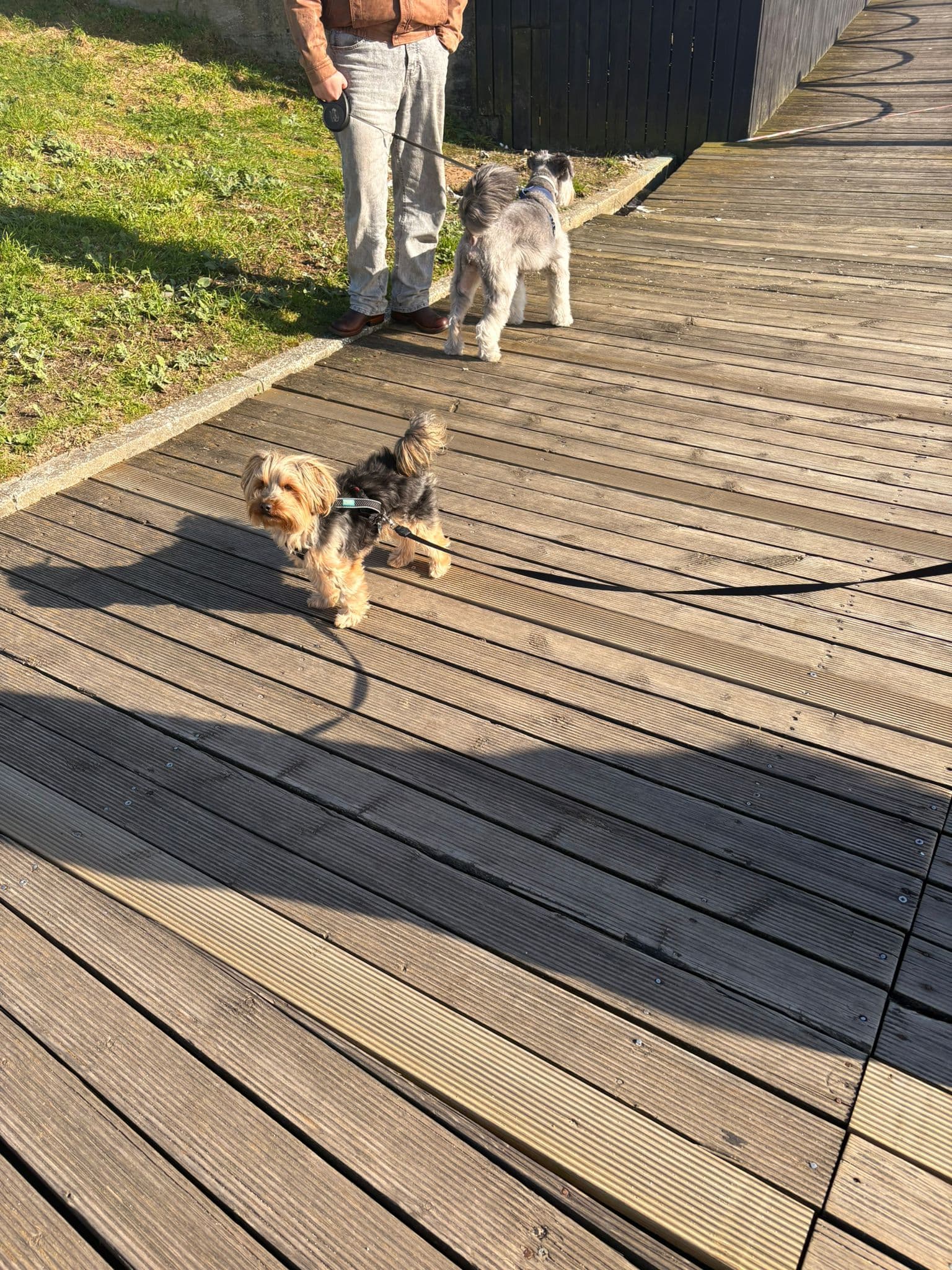 Pet Sitting! — 1