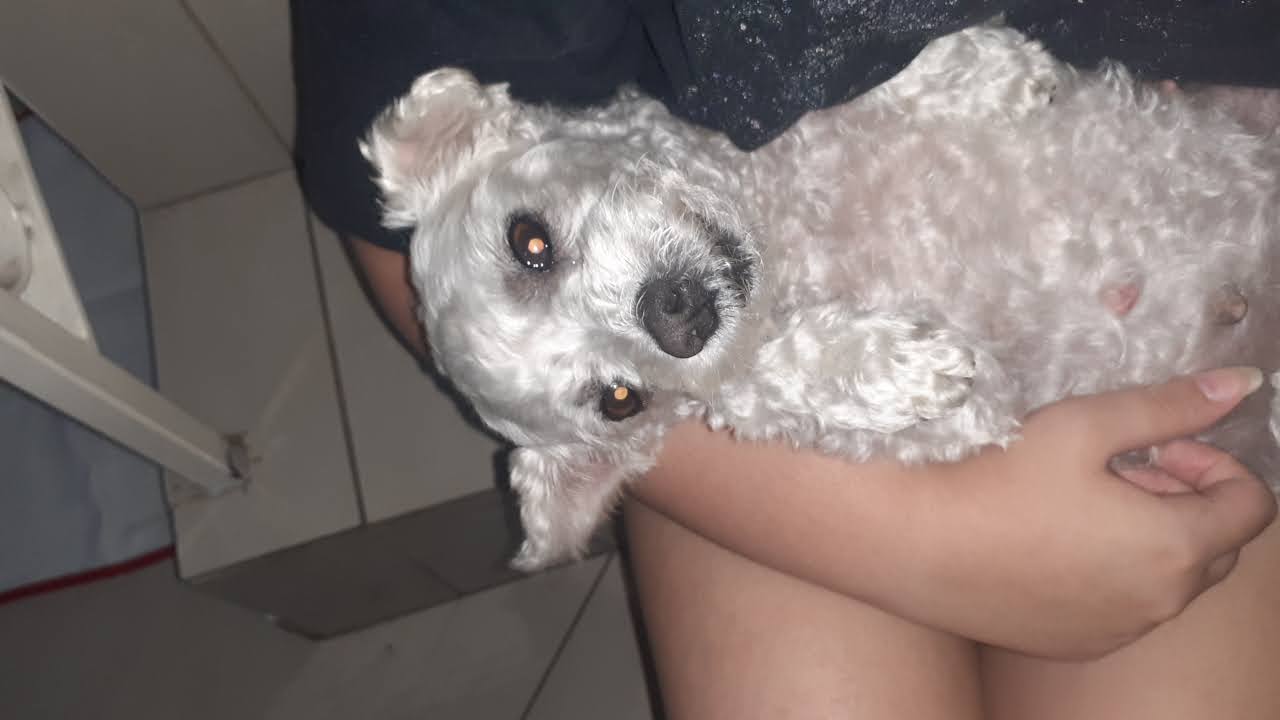 Estadia Familiar para cães e gatos — 2