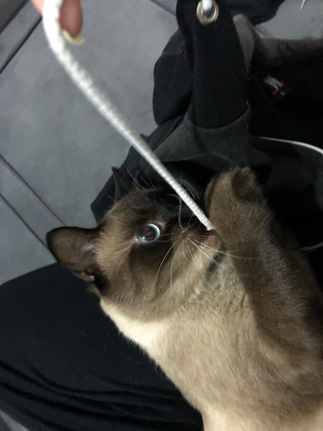 Estadia Familiar para cães e gatos — 3