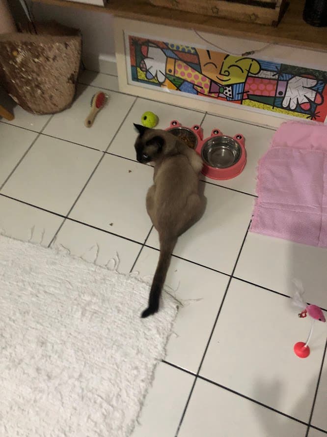 Estadia Familiar para cães e gatos — 5