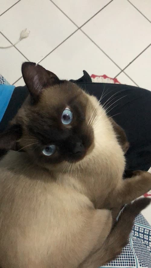 Cat Sitting — 3