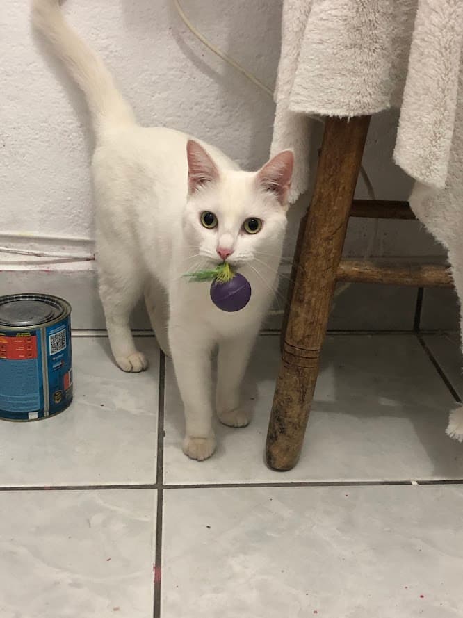 Cat Sitting — 4