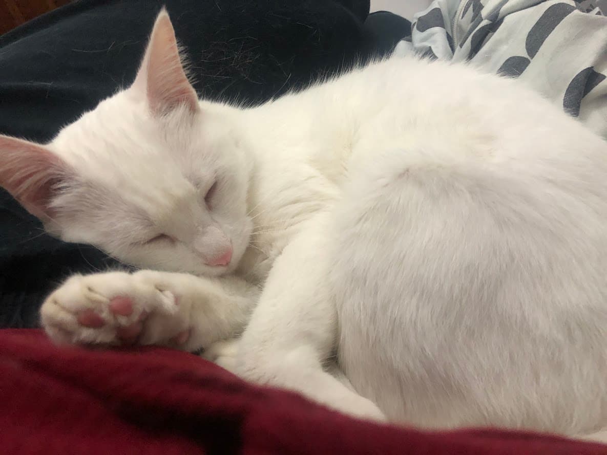 Cat Sitting — 5