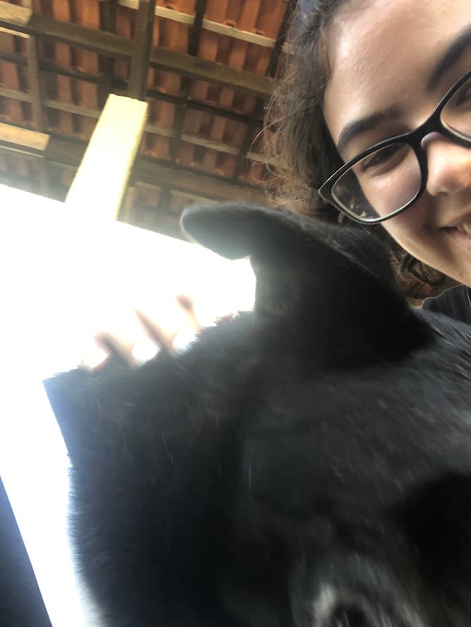 Dog Sitting e Dog Walking — 2