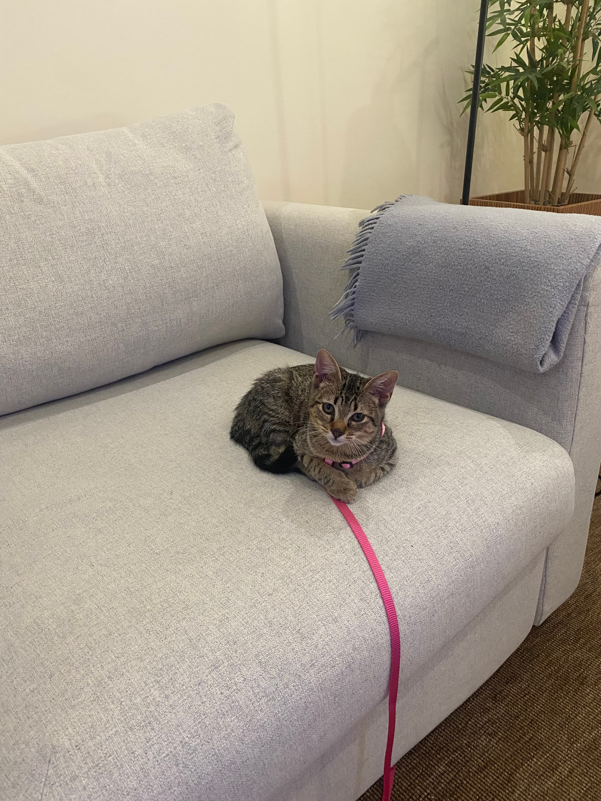 Amor e cuidado para o seu pet 🐾 — 1