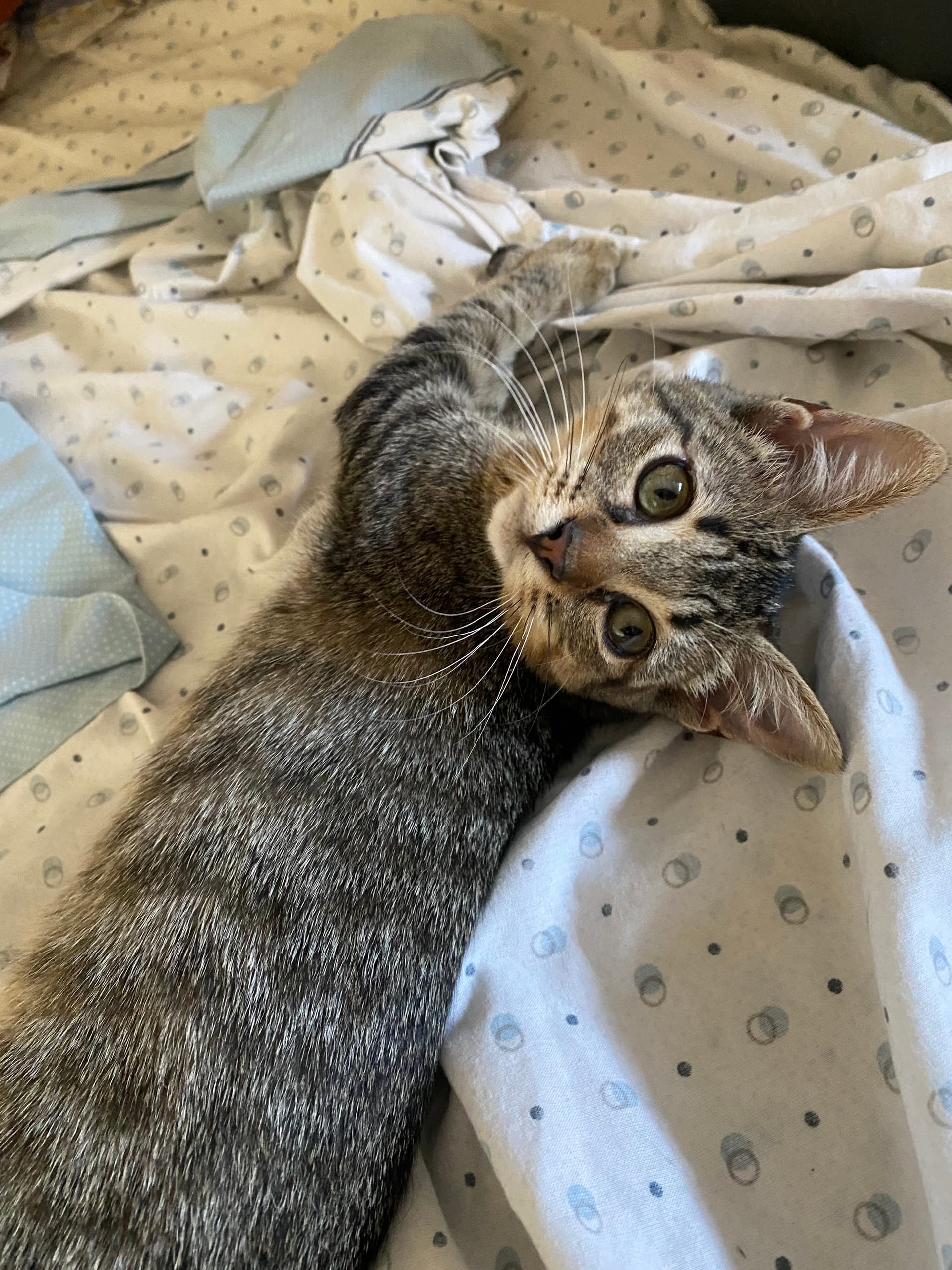 Amor e cuidado para o seu pet 🐾 — 2