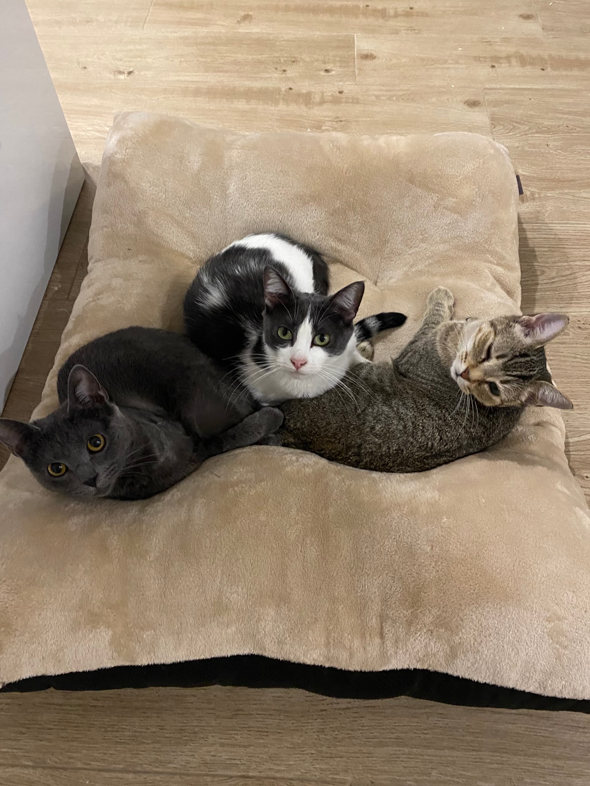 Amor e cuidado para o seu pet 🐾 — 4
