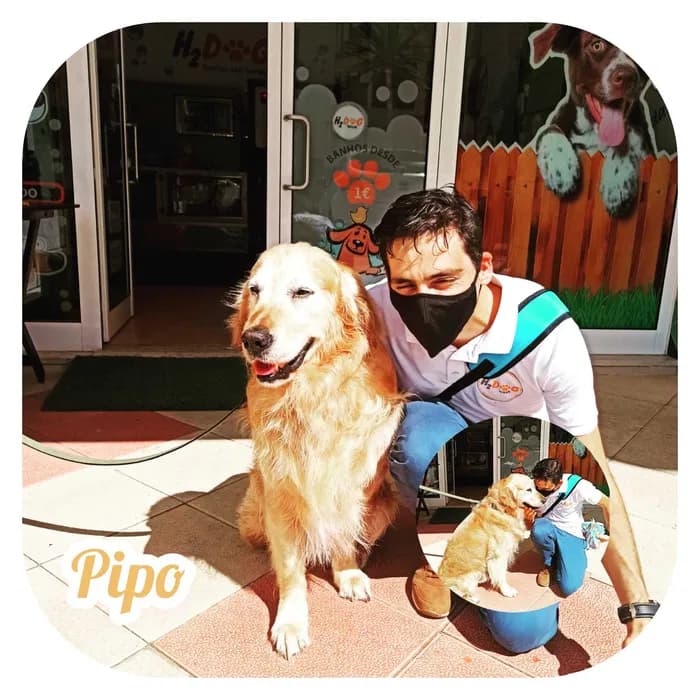Dog Walking | Pet Sitting | Passear cães | Dogwalker | Almada — 3